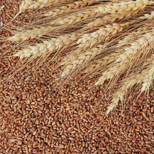 Pallet of Organic Hard Red Wheat (24 Buckets)