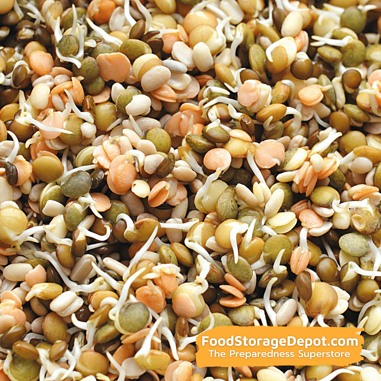 Crunchy Lentil Fest Organic Heirloom Sprouting Seeds (8oz Pouch)