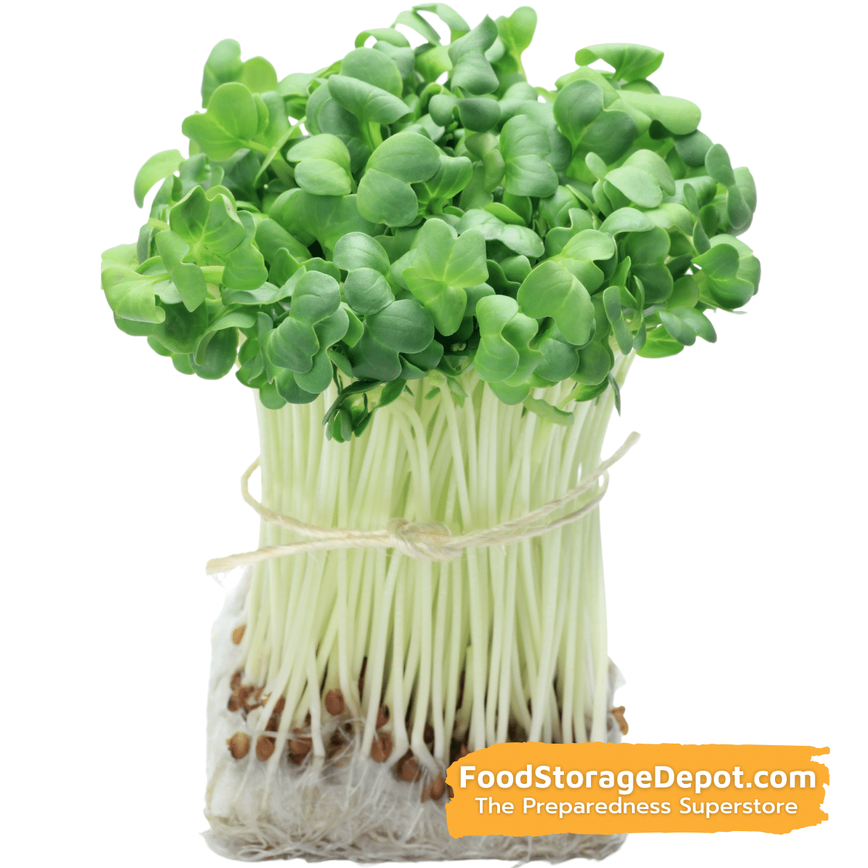 Daikon Radish Organic Heirloom Sprouting Seeds (8oz Pouch)