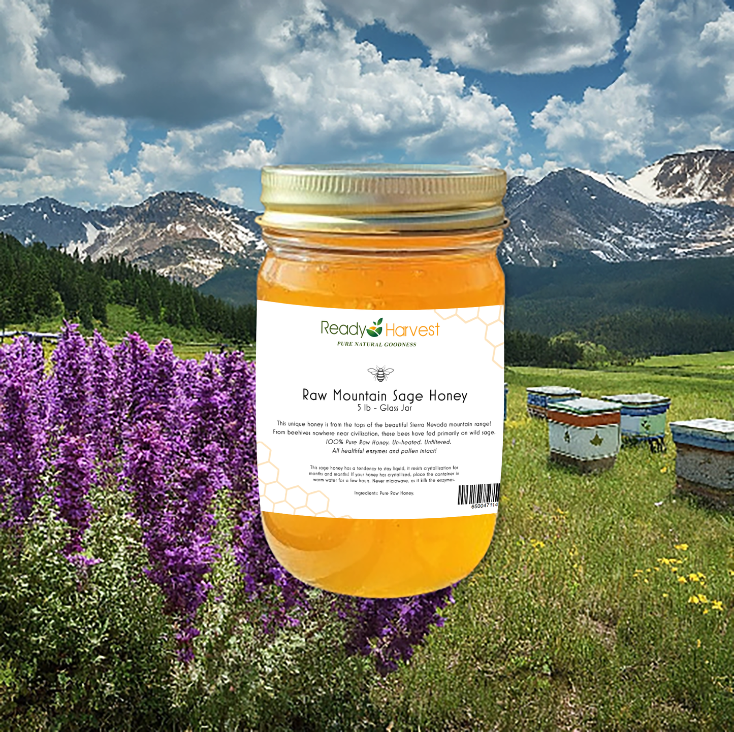 Raw Mountain Sage Honey - 5lbs.